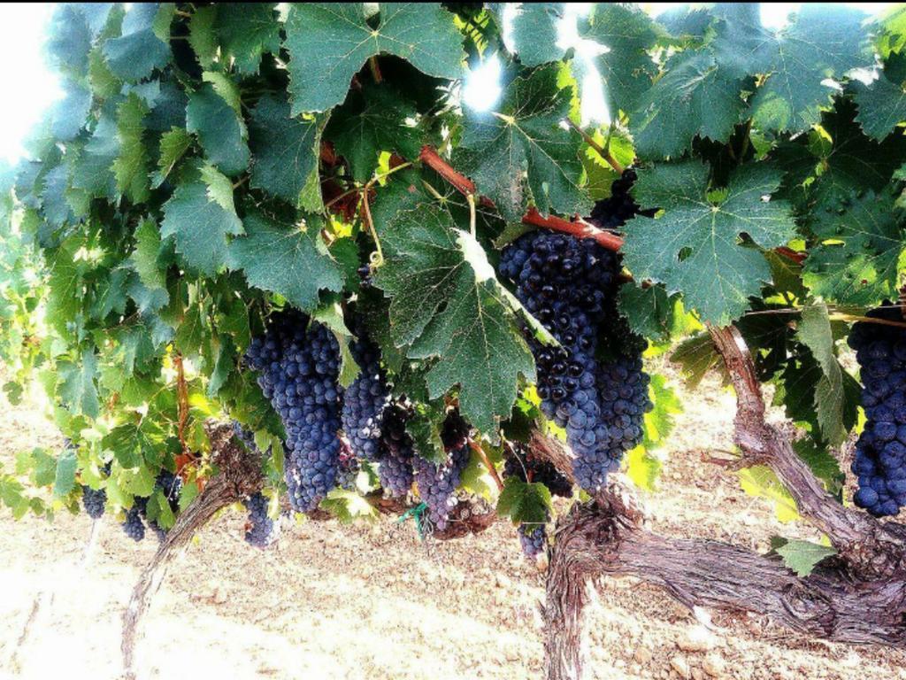 Agriturismo Boschetto Di Montiano 蒙蒂亚诺 外观 照片
