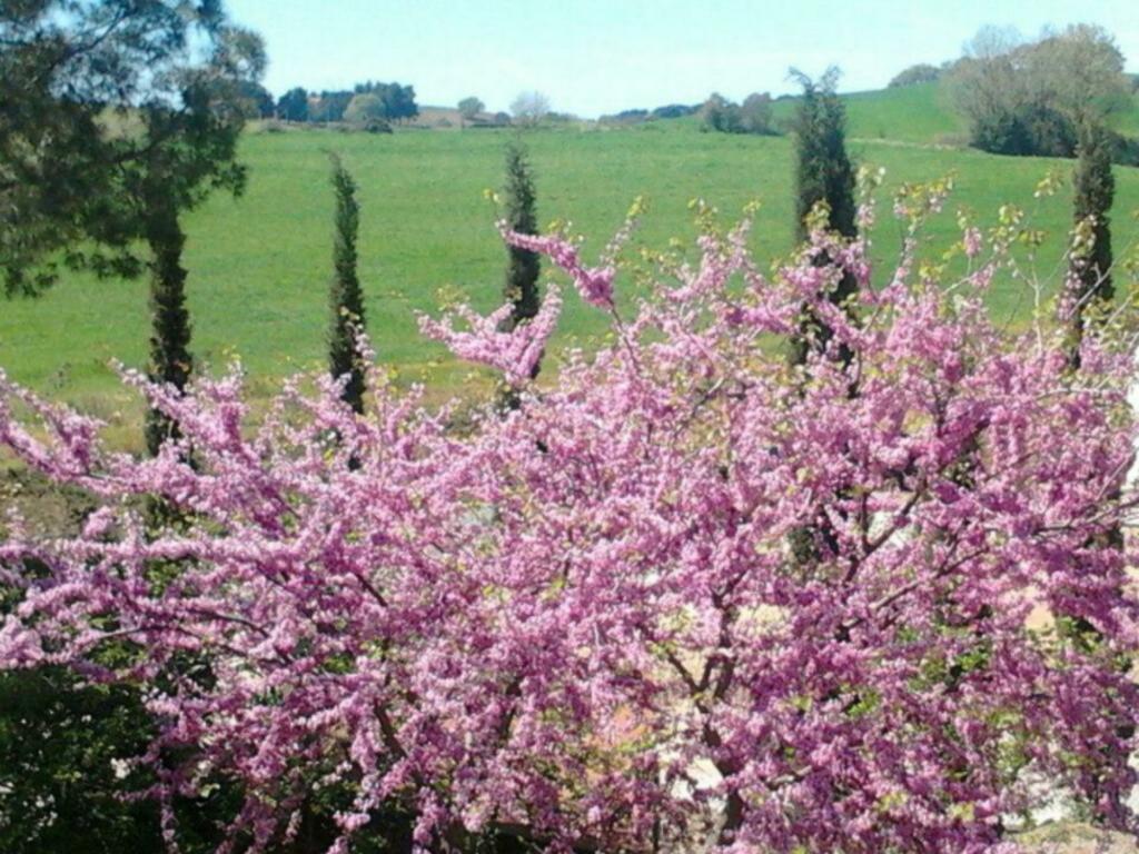 Agriturismo Boschetto Di Montiano 蒙蒂亚诺 外观 照片