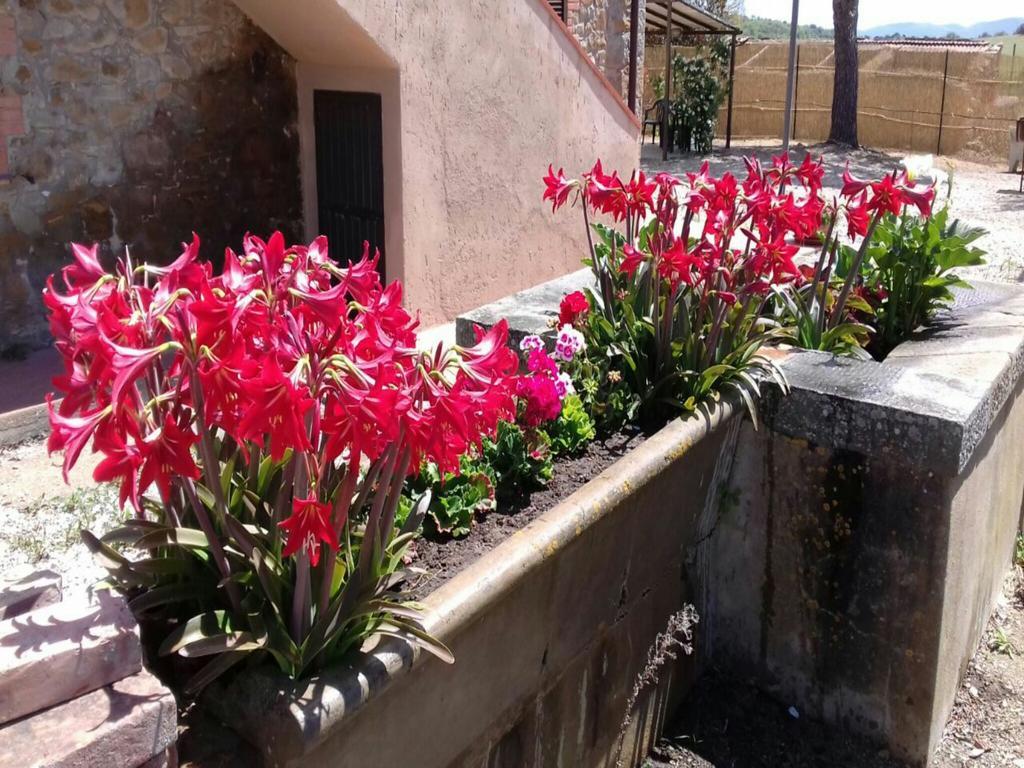 Agriturismo Boschetto Di Montiano 蒙蒂亚诺 外观 照片